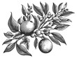Orange tree citrus branch, featuring ripe fruits, blossoms, and leaves, in an engraved style sketch engraving generative ai raster illustration. Scratch board imitation. Black and white image.