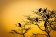 Black silhouettes of dry trees with vultures perched on sharp leafless branches under an orange sky