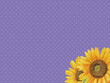 Vector illustration of hand drawn watercolor sunflowers and dot pattern background (purple)