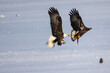 Sea eagles flying above the blue sea