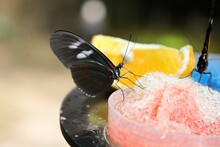 Closeup Of Two Beautiful Mexican Longwing Butterflies Drinking From A Fresh Icy Drink