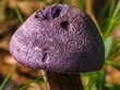 Closeup shot of a violet webcap (Cortinarius violaceus) in the forest
