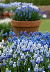 Different varieties of blue grape hyacinth muscari flowers in terracotta pots, photographed in springtime at the Wisley garden, Surrey UK.