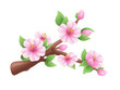 3d sakura branch. Blossom japanese cherry, bloom fruit tree apricot peaches cherries flowers bud, spring may plasticine realistic elements