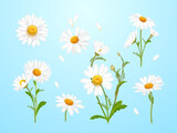 Fototapeta Pokój dzieciecy - Realistic daisies. Daisy flower, camomile nature plant white petal 3d chamomile isolated wild flowers field matricaria bouquet blossoming wildflower exact macro vector illustration