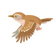 Small wren is flying.  Isolated on white background. Vector flat illustration.