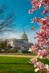 Canvas Print - Blossom spring in Washington DC. Capitol building at spring. USA Congress, Washington D.C.