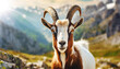 Close-up of a brown and white beautiful mountain goat with horns looking at camera in a sunny summer day. Blurry mountain landscape with green meadow and valley. Generative Ai.