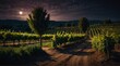 vineyard night landscape with walkway path beautiful panoramic nature background from Generative AI