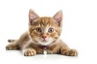 Kitten with collar and tags on white background