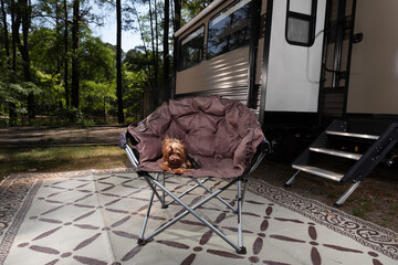 Poster - Yorkie resting after a day in camp