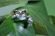 The Amazon milk frog (Trachycephalus resinifictrix) closeup on green leaves, Panda bear tree frog on branch. The mission golden eyed tree frog closeup