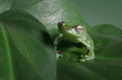 Rhacophorus dulitensis closeup on leaf, Jade tree frog closeup on green leaves