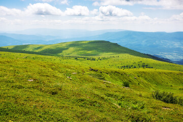 Wall Mural - wonderful alpine landscape of ukraine in summer. clouds above the rolling hills and green meadows of carpathian mountains on a sunny day