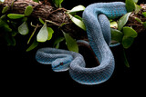Fototapeta Zwierzęta - Blue viper snake closeup on branch, head of viper snake, Blue insularis, Trimeresurus Insularis, animal closeup