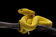 The Yellow White-lipped Pit Viper (Trimeresurus insularis) closeup on branch with black background, Yellow White-lipped Pit Viper closeup