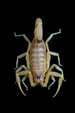 Fototapeta Zwierzęta - Deathstalker scorpion closeup on black background, Deathstalker scorpion on reflection, Deathstalker scorpion closeup