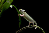 Fototapeta Zwierzęta - Baby veiled chameleon on branch, Baby veiled chameleon closeup on green leaves