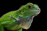 Fototapeta Zwierzęta - Green Iguana closeup head on black background, Head of green iguana side view on black background 
