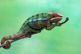 Fototapeta Zwierzęta - The panther chameleon (Furcifer pardalis) on branch, chameleon panther closeup with natural background