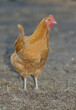 Chicken hen free on a wintere pasture