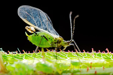 Wall Mural - Male Aphid on Flower Twig. Greenfly or Green Aphid Garden Parasite Insect Pest Macro on Dark Background