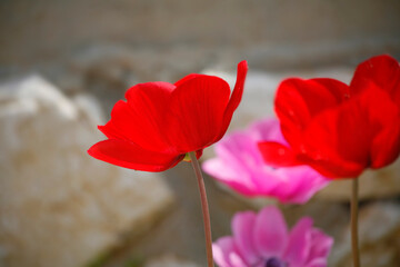 Wall Mural - The field flowers 