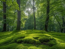 A Lush Green Forest With A Sun Shining Through The Trees. The Sun Is Casting A Warm Glow On The Mossy Ground