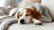 Serene Beagle Slumber: Peaceful Rest on a Soft White Sofa Generative AI