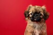 Fluffy Pekingese Puppy's First Portrait on Vibrant Red - Generative AI