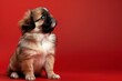 Fluffy Pekingese Puppy's First Portrait on Vibrant Red - Generative AI