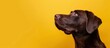 Contemplative Chocolate Labrador Against a Sunny Yellow - Generative AI