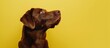 Contemplative Chocolate Labrador Against a Sunny Yellow - Generative AI
