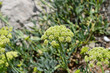 Sea fennel flower