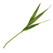 twig of rosemary transparent background png isolated on white background