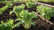 A stalk of celery grows in a bed on the ground.