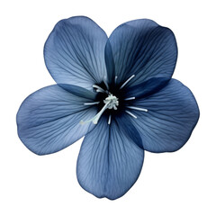 dark blue flower isolated on transparent background cutout