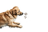 Fototapeta Psy - Majestic Brown Dog Resting on White Floor. White or PNG Transparent Background.