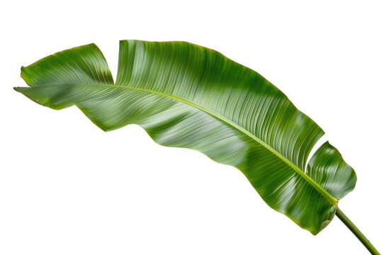 green banana leaf isolated on transparent or white background PNG