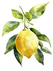 Canvas Print - Watercolor yellow lemon  illustration isolated on white