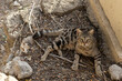 Tabby Cat Resting Amongst Rocks and Twigs