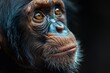 An emotionally powerful portrait of a chimpanzee, highlighting the animal's human-like expression and deep gaze