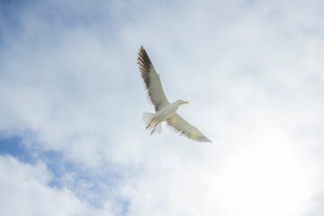 Wall Mural - Image of a seagull in flight against a blue sky