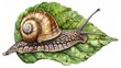 Detailed of a Snail Crawling Across a Green Leafy Surface in a Natural Environment Showcasing the Intricate Shell and Texture Pattern