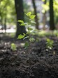 Community led tree planting initiatives, grassroots efforts against urban heat.