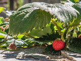 Fototapeta Londyn - The last strawberry of a Fragaria vesca plant rests under the shade of a large green leaf