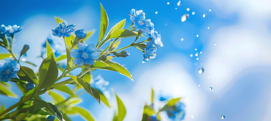 Canvas Print - branch of a plant with blue flowers and green leaves standing against a background of a bright azure