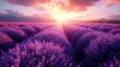 A lavender field with rows of lavender bushes. AI generate illustration