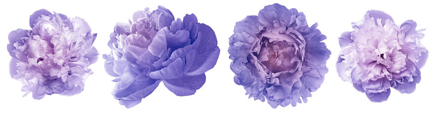 Wall Mural - Purple peonies  flowers   on  a white isolated background with clipping path. Closeup..  Nature.