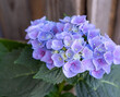 Hydrangea flower of blue-violet color. Bud close-up. Garden plant. Green natural background